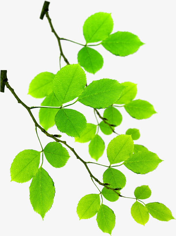 春天绿色树叶树枝