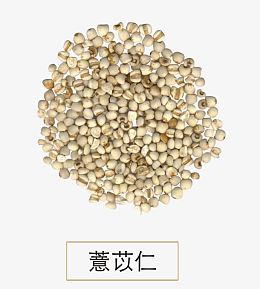 薏苡仁