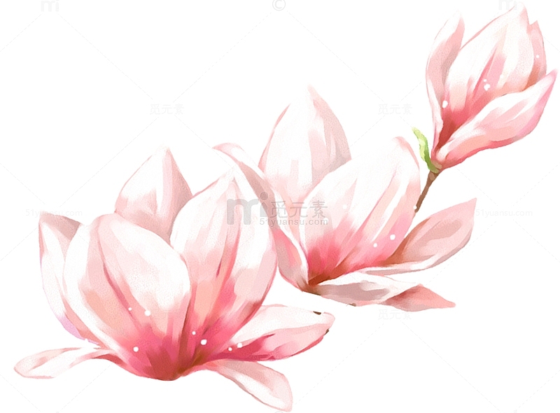 春天手绘粉色玉兰花