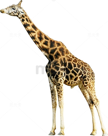 黄色长颈鹿造型动物