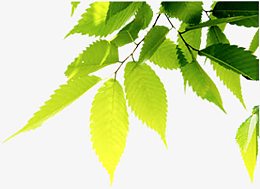 绿色树影美景树叶