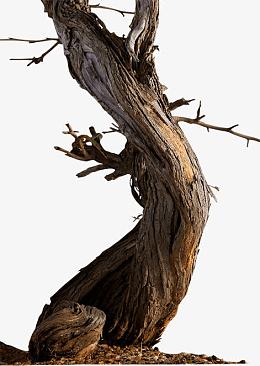 木头枯树树枝高清