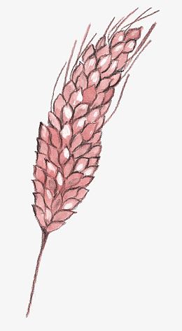 粉色麦穗