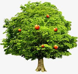 红色果树苹果树大树