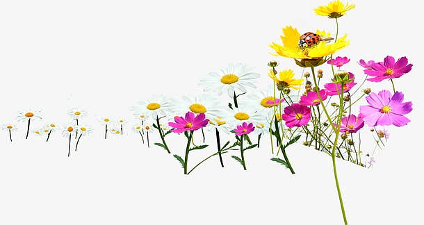 春天黄粉色植物花朵