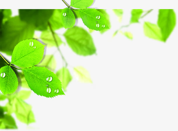 绿色露珠晶莹树叶免抠素材免费下载_觅元素51yuansu.com