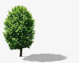 绿色春意树木树影