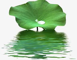 荷叶