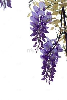 边上的紫藤花图片素材