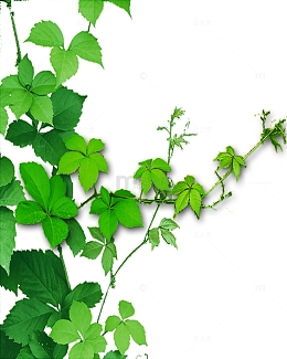 绿叶枝叶边角装饰