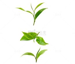 绿茶