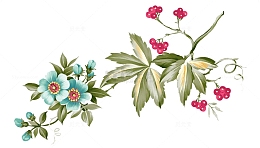 手绘花鸟
