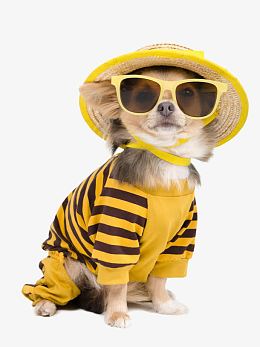 可爱的泰迪犬