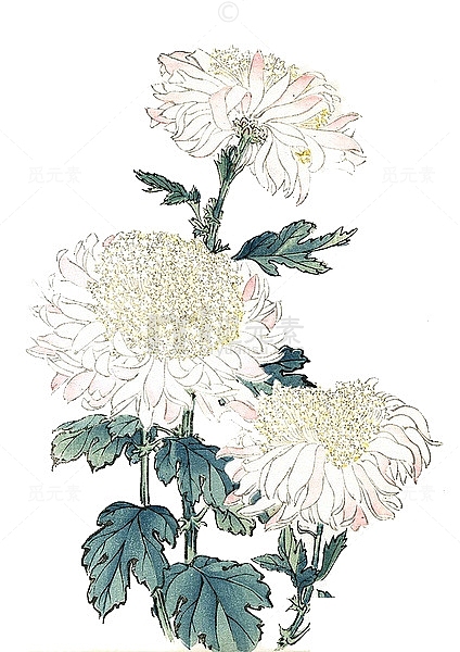 手绘白色菊花