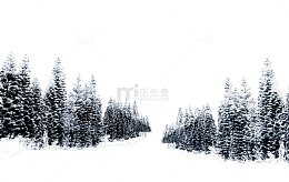 雪松雾凇