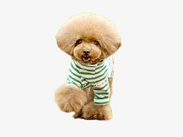 棕色泰迪犬