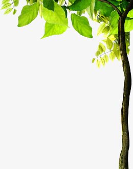 春天树影树干美景