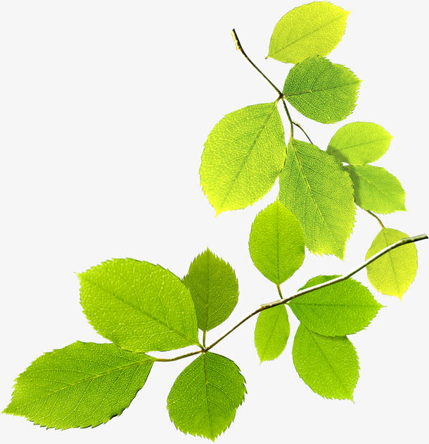 绿色清新植物树叶春天免抠素材免费下载_觅元素51yuansu.com