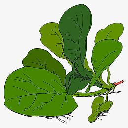 手绘菠菜