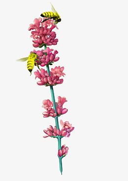 小花 蜜蜂