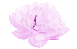莲花