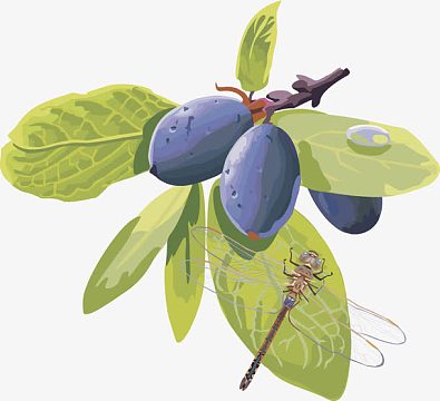 西梅(1000x913)aipng矢量图水果樱桃树莓(1000x780)aipng卡通笑脸樱桃