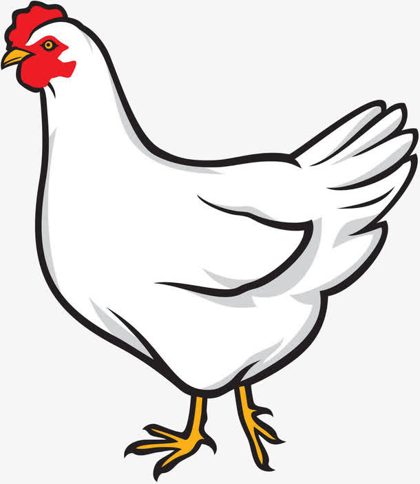 卡通鸡素材