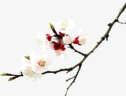 白色纯洁桃花盛开