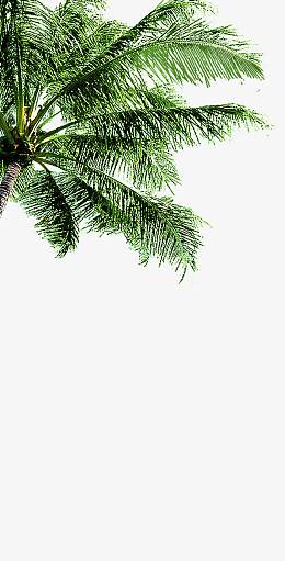 微风吹拂树叶椰树