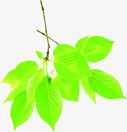 清新嫩绿树叶春天春姿