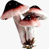 可爱蘑菇植物菌类