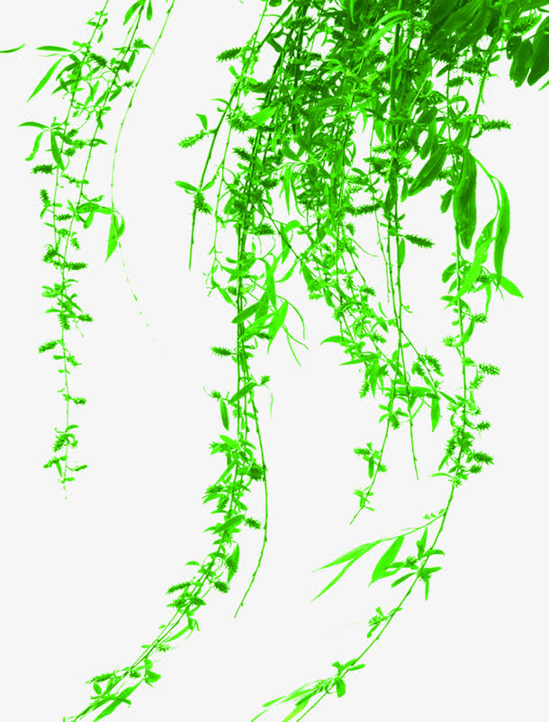 绿色清爽树叶藤条