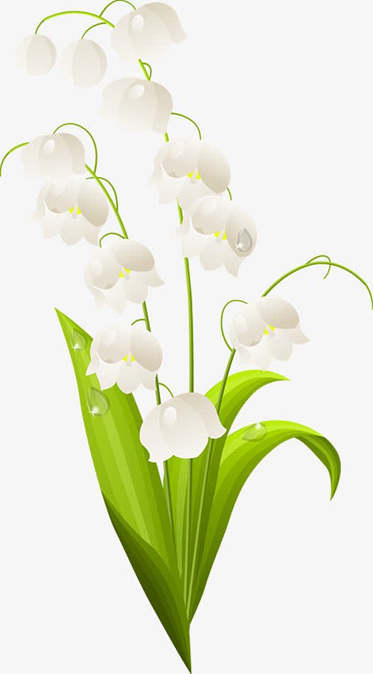 白色简约花朵植物