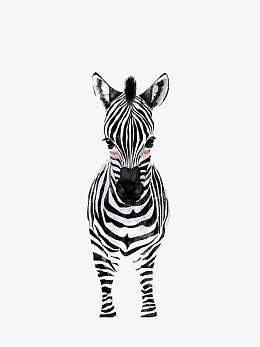 可爱斑马