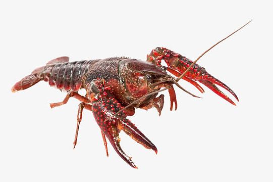 红色龙虾高清图片