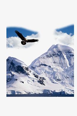 雪山老鹰