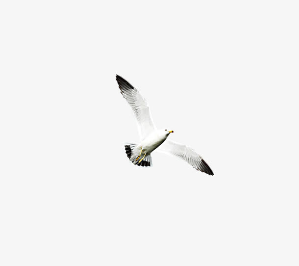 飞翔的鸟免抠素材免费下载_觅元素51yuansu.com