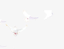 7.1建党节鸽子