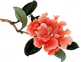 手绘花卉