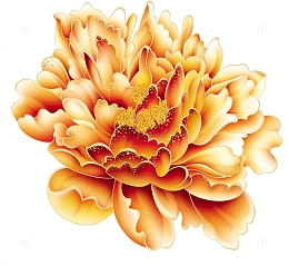 牡丹花矢量图