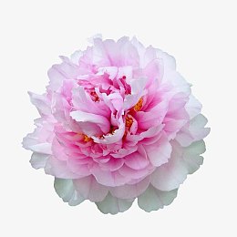 牡丹花鲜花装饰图案