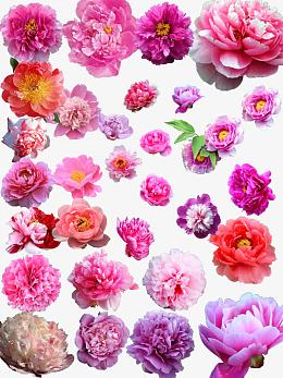 牡丹花素材