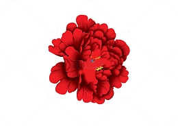 大红牡丹花