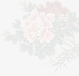 牡丹花