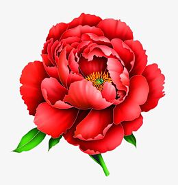 画元素psdpngpng红色手绘玫瑰花pngpng国潮花开牡丹元素图psdpngpng