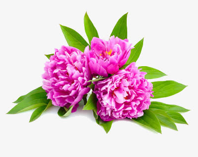 三朵盛开的牡丹花