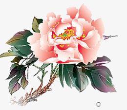 牡丹花开