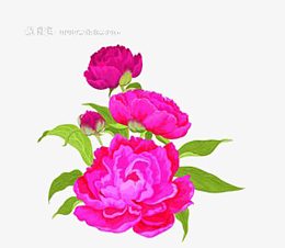 牡丹花开