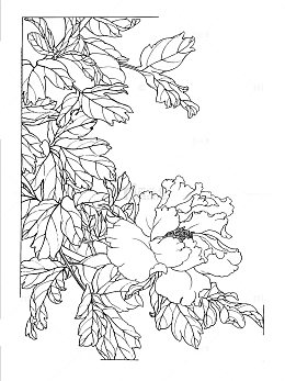 牡丹花手绘白描