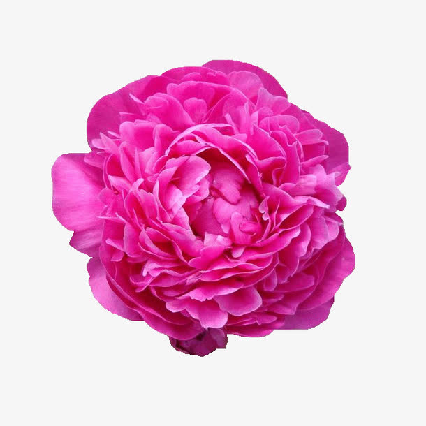 牡丹花素材免费下载_觅元素